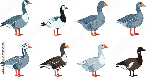 Foto Set of Diverse Goose and Gander Bird Vector Illustrations Featuring Different Br