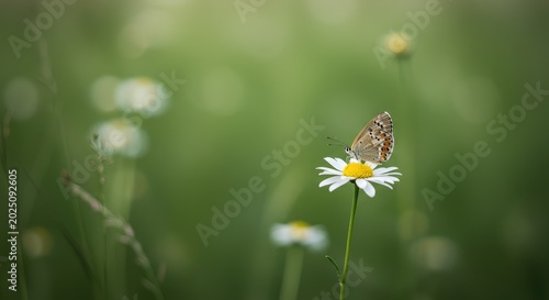 A butterfly rests on a daisy in a field.  Soft focus, bokeh background