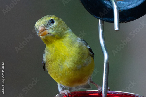 Fotografia Closeup, telephoto shot of a Goldfinch