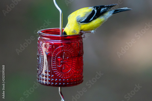 American Goldfinch having a drink in Spring