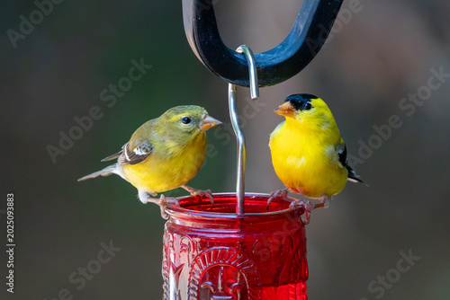 Goldfinch couple perched on a red ant moat.