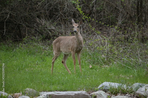Obraz na płótnie 3 leg deer