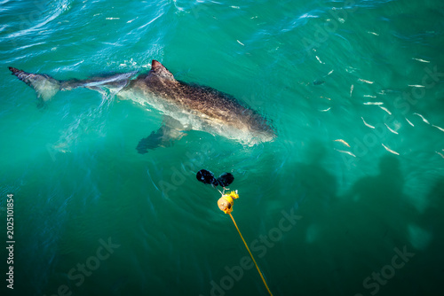 Foto Great white shark