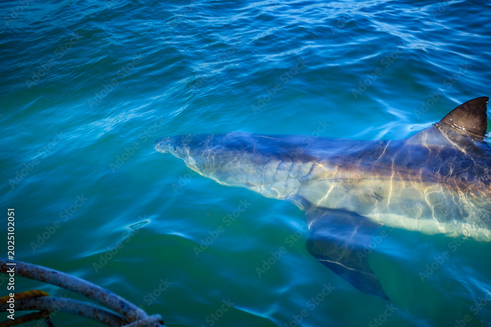 Fototapeta premium Great white shark