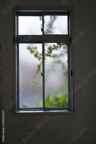 雨上がりの窓辺に映るつる植物と爽やかなグリーンの背景