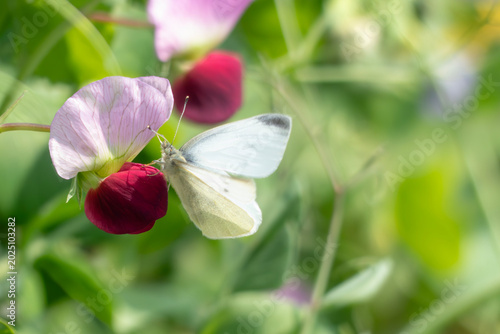 Photos 羽を広げた蝶のようなエンドウの花にモンシロチョウ