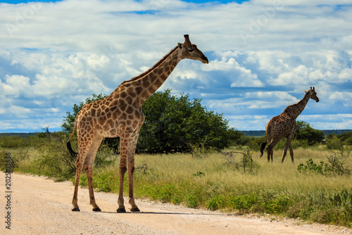 Foto Two giraffes (Giraffa camelopardalis) walk across a dirt road in a savanna landscape