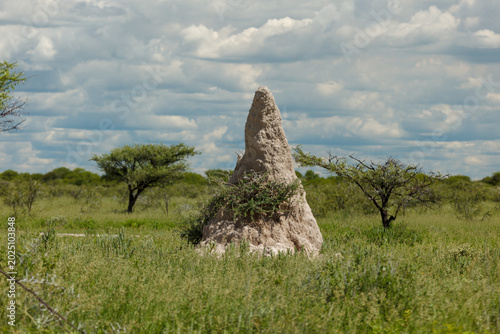 Tableau sur toile Tall mud Matabele ants ,  Megaponera analis,  , ant mound in Namibia, Africa
