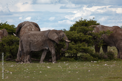Canvas Print Closeup of a herd of elephants eating  low hanging brush in Etosha national Park