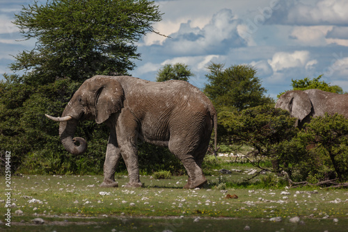 Photography Closeup of elephants who have splashed themselves with mud