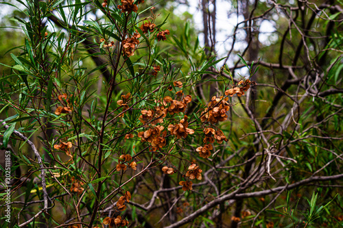 Foto Dry brown seed pods on a native Australian shrub in a green bushland forest