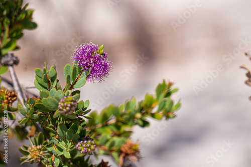 Bild auf Leinwand Close up of a purple Melaleuca pom-pom flower in the Australian bush