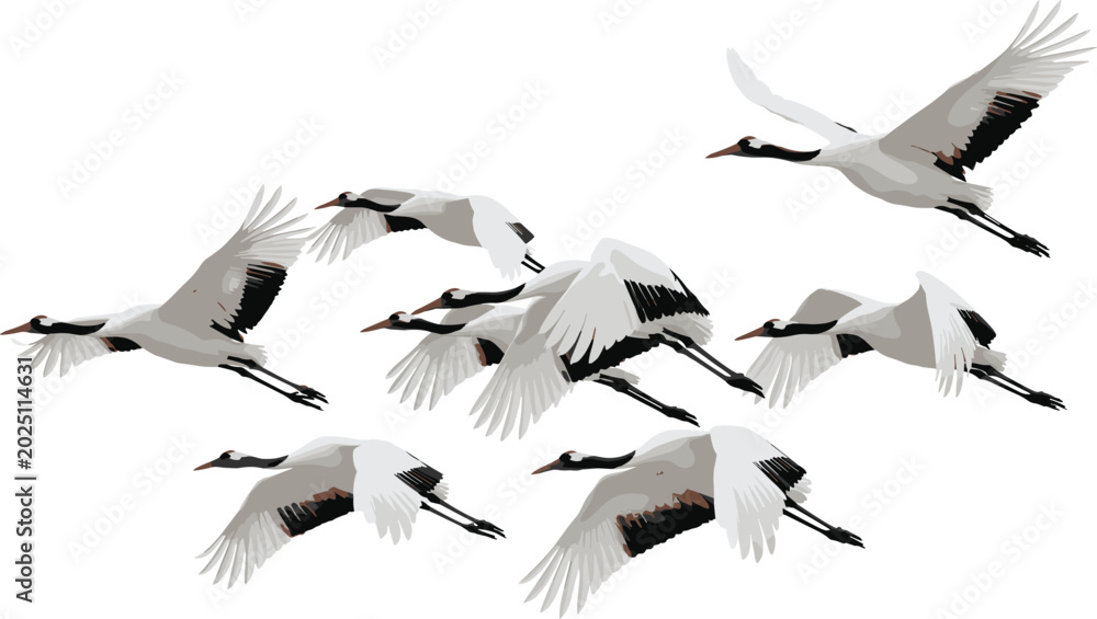 Naklejka premium Vector Illustration of Cranes Flying in a Formation with Elegant Wing Movements.