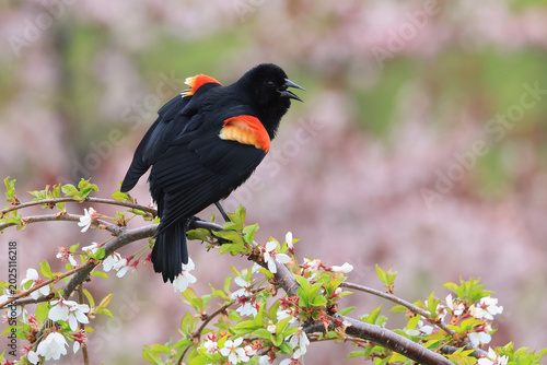 Red-winged blackbird perched on a cherry blossom branch