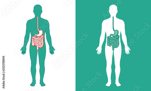 Human Digestive System Illustration with Internal Anatomy Organ Symbols for Medical and Graphic Design Projects