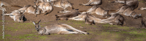 Φωτογραφία A mob of Forester Kangaroos (Macropus giganteus) resting on the grasslands of ea