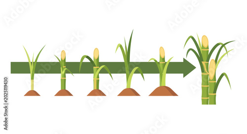 Schilderij op canvas Sugarcane Growth Stages: From Seedling to Mature Plant