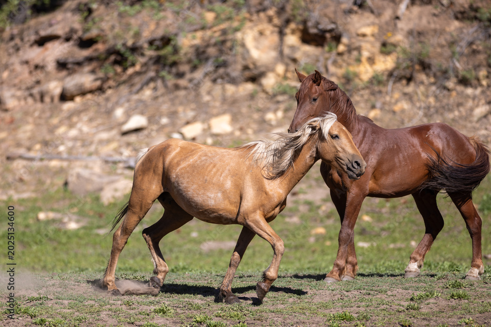 Obraz premium Wild horse palomino mare trotting away from chestnut stallion in Apache Sitgreaves National Forest near Heber Arizona United States