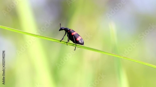 Macro shot of a bright black and red Poisonous Blister Beetle, Mylabris pustulata