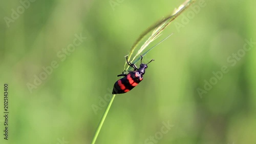 Macro shot of a bright black and red Poisonous Blister Beetle, Mylabris pustulata