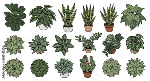 Photography Collection of Various Potted Houseplants Top View.
