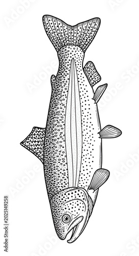 Isolated Fish Illustration ...
