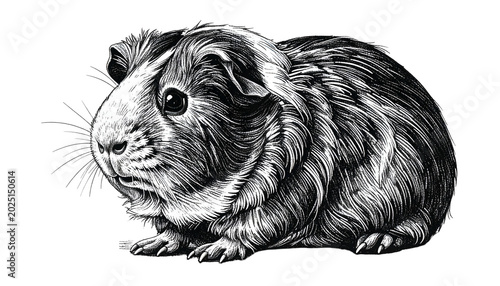Isolated Guinea Pig Portrai...