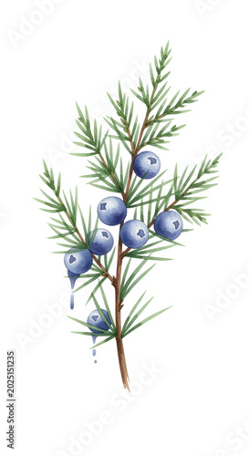 Isolated Juniper Branch With Blue Berries Watercolor Illustration