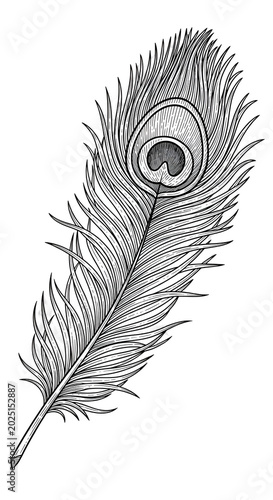 Isolated Peacock Feather Il...