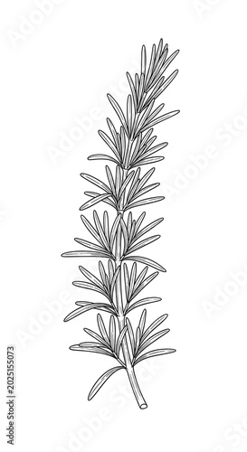 Isolated Rosemary Herb Bran...