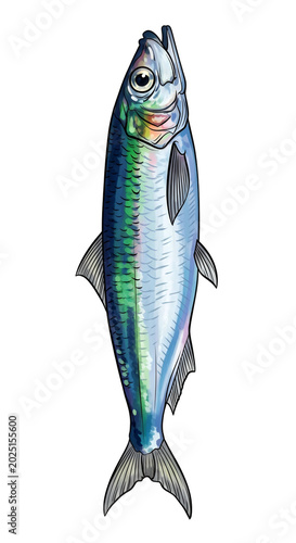 Isolated Silver Sardine Fis...