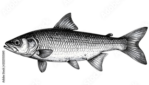 Isolated Small Fish Illustr...