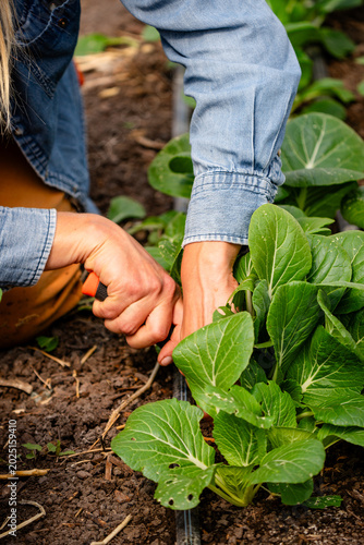 closeup of a person harvesting bok choy