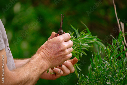 Картината върху платно close up of a persons hands holding clippers and tarragon herb