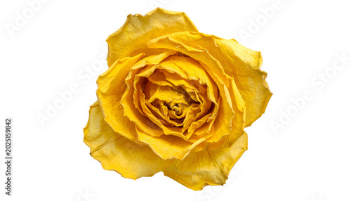 Isolated Yellow Rose Dried ...