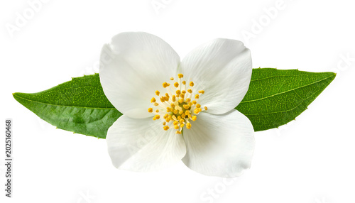 Jasmine Flower Isolated Whi...