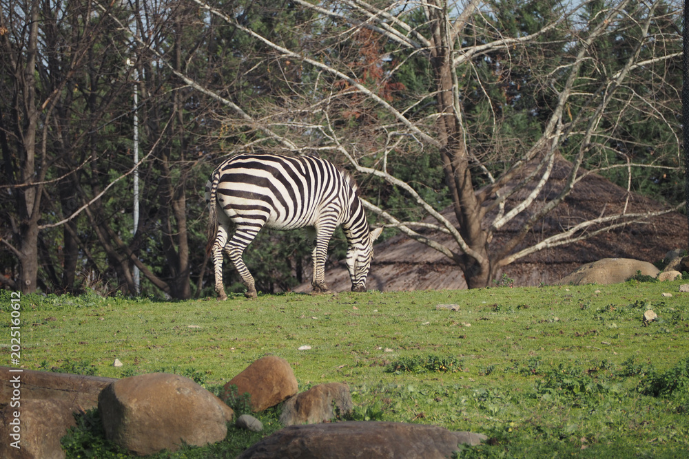 Obraz premium Zebra grazing in a field surrounded by trees and rocks