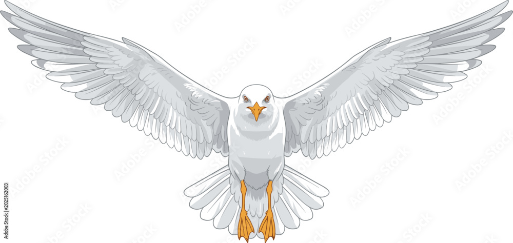 Fotografie Front view flying seagull vector illustration with widespread wings, isolated se
