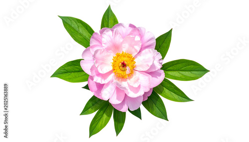 Light Pink Peony Flower Wit...
