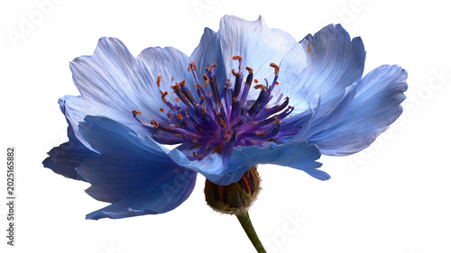 Blue flower PNG style, delicate floral bloom isolated on transparent background