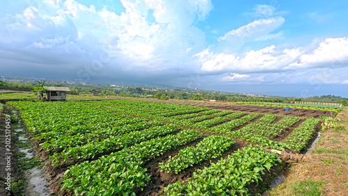 Cuadro en lienzo Beautiful green choy sum or mustard greens field with mountain landscape background