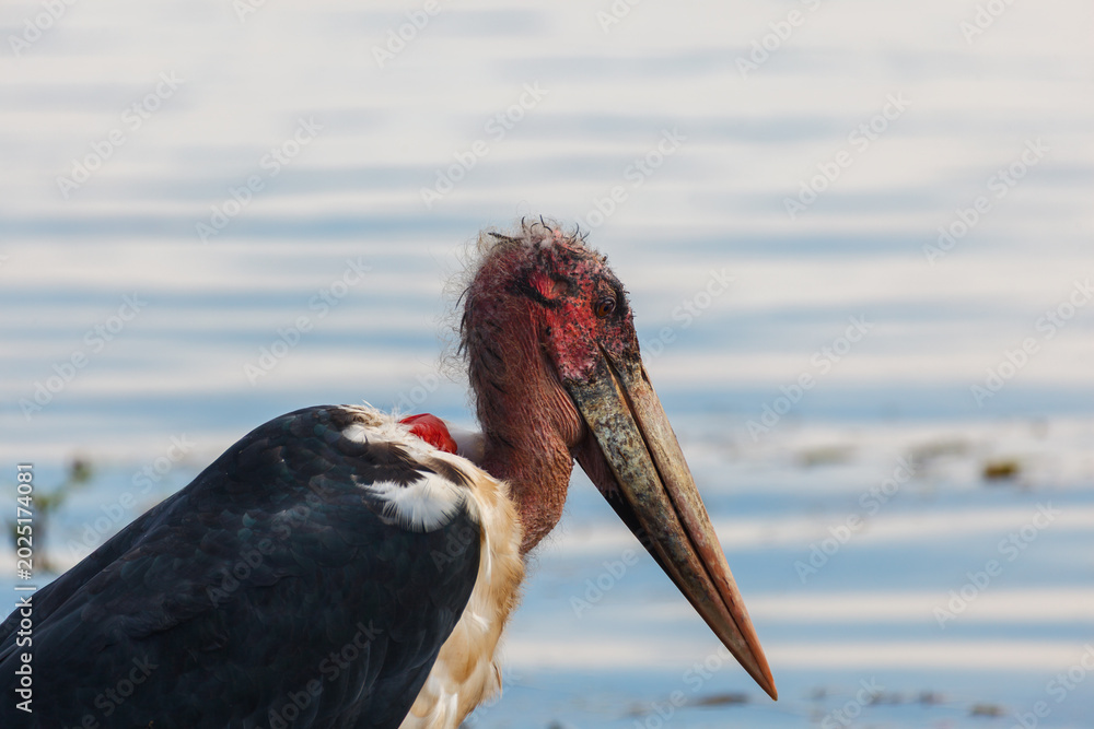 Naklejka premium Closeup of the ugly red head of the Grus carunculata, wattled crane,