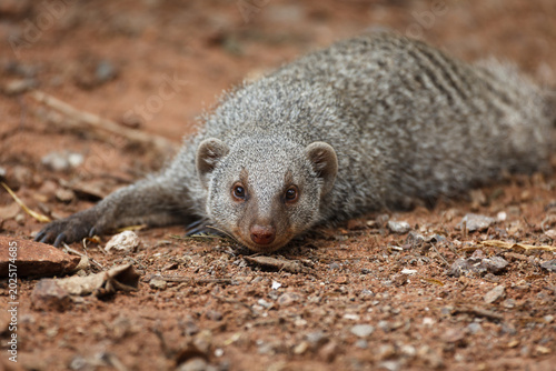 Foto Close up of a Banded Mongoose, Mungos mungo, and head as it lays on ground