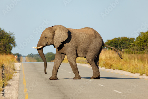 Bild auf Leinwand Closeup of an elephant, Loxodonta africana crossing the road in Africa