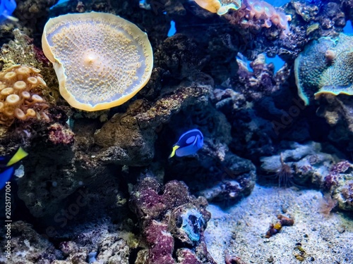 Foto Vibrant blue tang fish swimming among coral reefs in a saltwater marine aquarium
