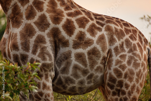 Tableau sur toile Close-up of a giraffe's patterned coat (Giraffa camelopardalis).