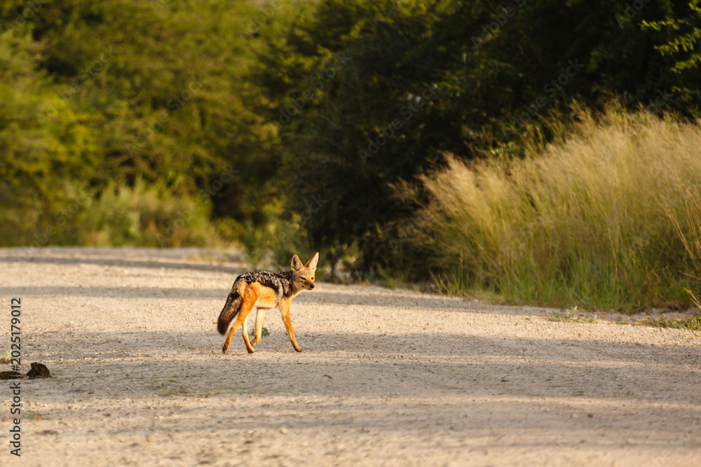 Naklejka premium Cape fox pauses while crossing road in savannah in Botswana