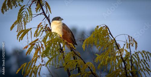 South African birds - Burchell's Coucal sunning itself in the early morning sun