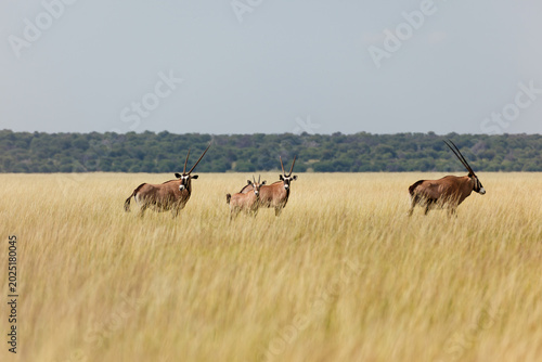 Photos Four Gemsbok, Oryx gazella, in field gaze at photographer