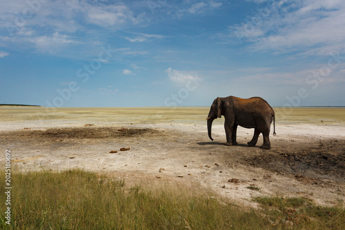 Foto Closeup of elephant walking toward a second small mud puddle